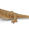 CollectA Bearded Dragon Lizard Figure (Yellow) Hot