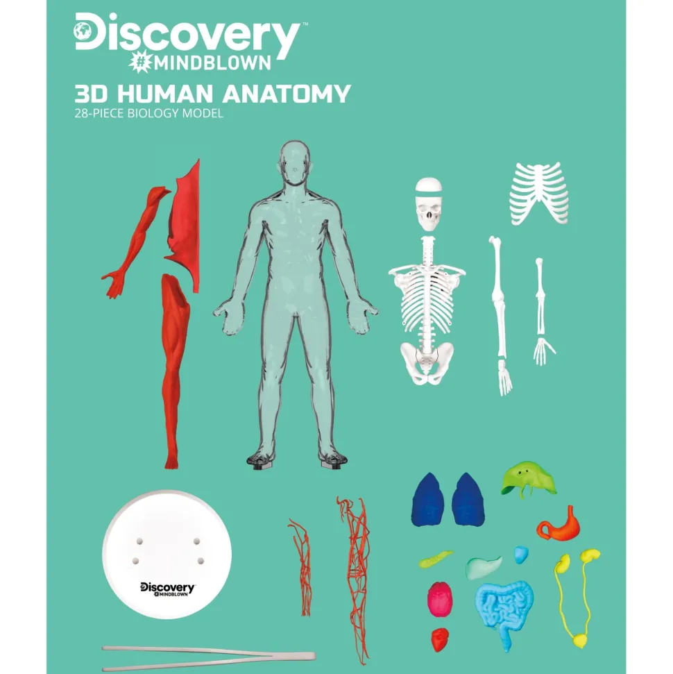 Discovery Mindblown 3D Human AnaTOMY Kit Hot