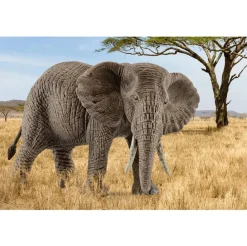 Schleich African Elephant Female Clearance